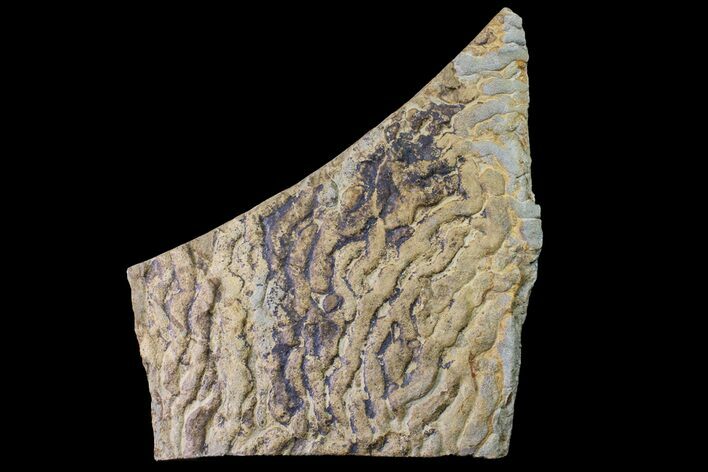 Pennsylvanian, Fossil Microbial Mat - Oklahoma #155977